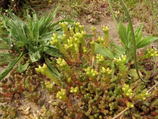 Sedum acre
Common Stonecrop (Eng) Muurpeper (Ned) Scharfer Mauerpfeffer (Ger) 
Trefwoorden: Plant;Crassulaceae