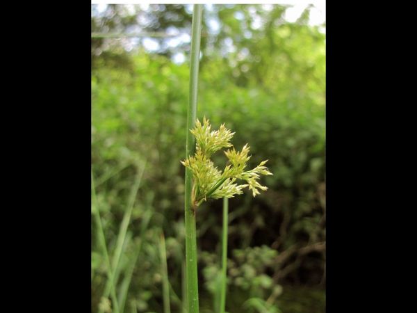Juncus effusus
Soft Rush (Eng) Pitrus (Ned) Flatter-Binse (Ger) 
Trefwoorden: Plant;Juncaceae