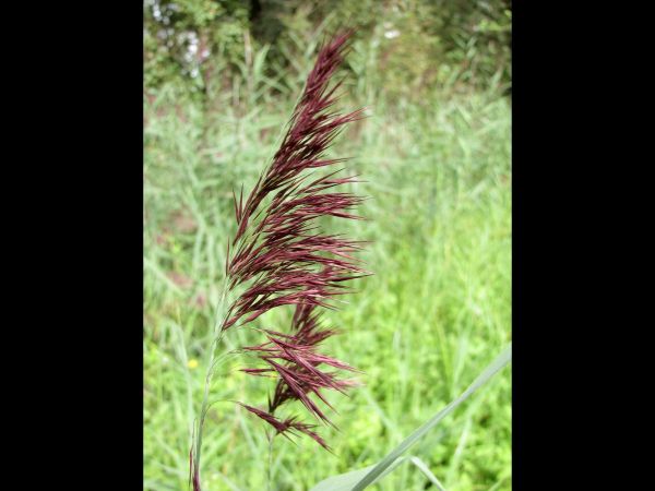 Phragmites australis
Common Reed (Eng) Riet (Ned) Schilfrohr (Ger) 
Trefwoorden: Plant;Poaceae