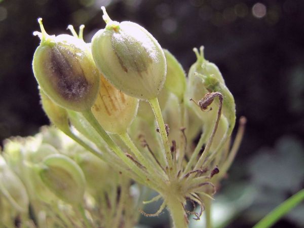 Heracleum sphondylium
Common Hogweed (Eng) Gewone Berenklauw (Ned) Wiesen-Bärenklau (Ger) 
Trefwoorden: Plant;Apiaceae;vrucht