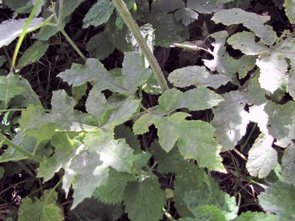 Heracleum sphondylium
Common Hogweed (Eng) Gewone Berenklauw (Ned) Wiesen-Bärenklau (Ger) 
Trefwoorden: Plant;Apiaceae;blad