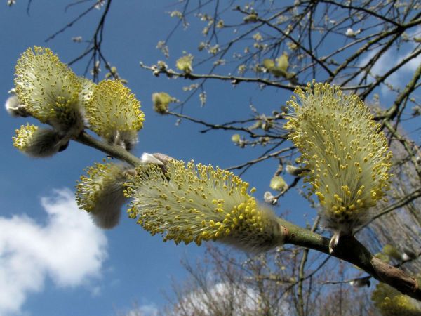 Salix
Willow (Eng) Wilg (Ned) Weiden (Ger) - male catkins
Trefwoorden: Plant;Boom;Salicaceae;Bloem;groen