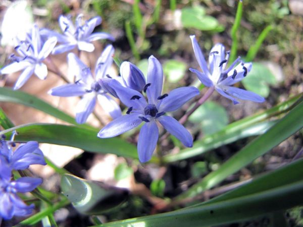 Scilla bifolia
Alpine Squill (Eng) Vroege sterhyacint (Ned) Zweiblättriger Blaustern (Ger)
Trefwoorden: Plant;stinzenplant;tuinplant;Asparagaceae;Bloem;blauw