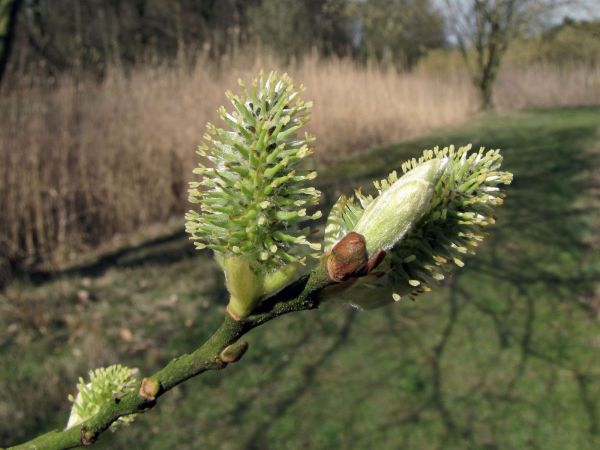 Salix
Willow (Eng) Wilg (Ned) Weiden (Ger) - female catkins
Trefwoorden: Plant;Boom;Salicaceae;Bloem;groen