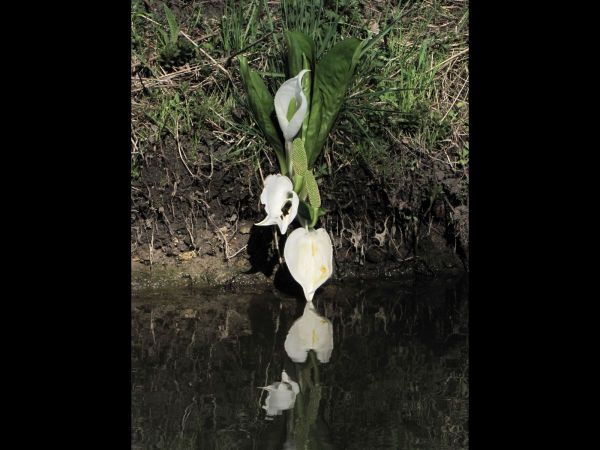 Lysichiton camtschatcensis
Asian Skunk-cabbage (Eng) Moerasaronskelk (Ned) Weiße Scheinkalla (Ger)
Trefwoorden: Plant;Araceae;Bloem;wit
