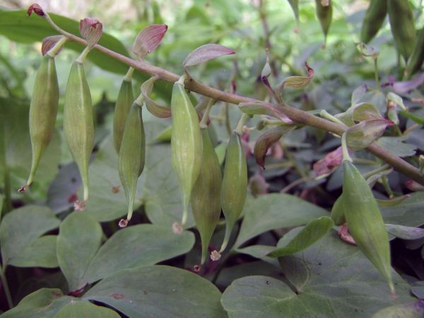Corydalis cava
Staggerweed (Eng) Holwortel (Ned) Hohler Lerchensporn (Ger) - fruits
Trefwoorden: Plant;Papaveraceae;vrucht;bosplant;stinzenplant