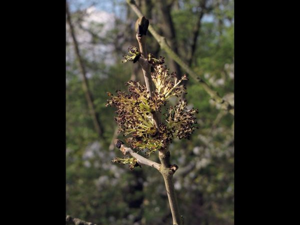 Fraxinus excelsior
Common Ash (Eng) Gewone Es (Ned) Gemeine Esche (Ger) 
Trefwoorden: Plant;Boom;Oleaceae;Bloem;bruin