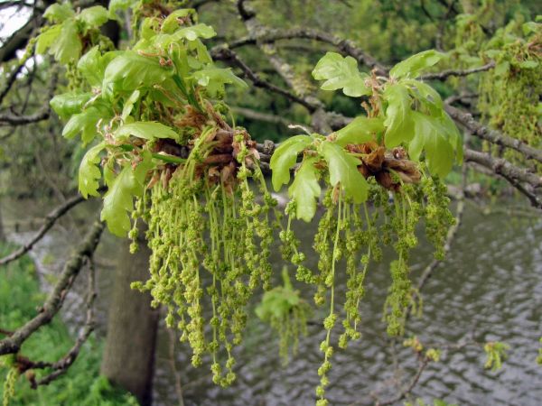 Quercus robur
Common Oak (Eng) Zomereik (Ned) Stieleiche (Ger) - male catkins
Trefwoorden: Plant;Boom;Fagaceae;Bloem;groen