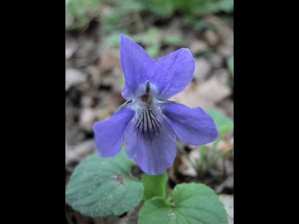 Viola riviniana
Common Dog-violet, Wood Violet (Eng) Bosviooltje (Ned) Hain-Veilchen (Ger)
Trefwoorden: Plant;bosplant;Violaceae;Bloem;blauw