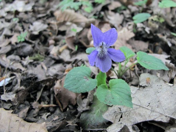 Viola riviniana
Common Dog-violet, Wood Violet (Eng) Bosviooltje (Ned) Hain-Veilchen (Ger)
Trefwoorden: Plant;bosplant;Violaceae;Bloem;blauw