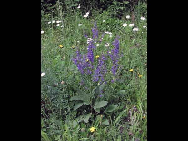 Salvia pratensis
Meadow Clary (Eng) Veldsalie (Ned) Wiesensalbei (Ger) 
Trefwoorden: Plant;Lamiaceae;Bloem;blauw