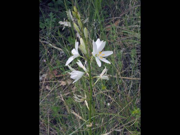 Anthericum liliago
Grote Graslelie (Ned) St. Bernard's Lily (Eng)
Trefwoorden: Asparagaceae;Bloem;wit