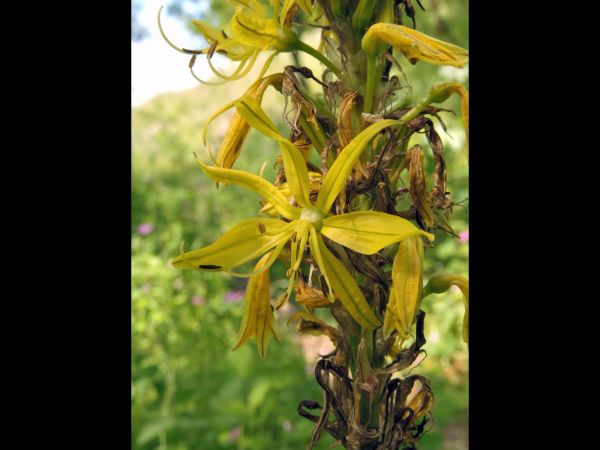 Asphodeline lutea
King's Spear (Eng) Gele Affodil (Ned)  Gelber Affodill (Ger)
Trefwoorden: Plant;Asphodelaceae;Bloem;geel