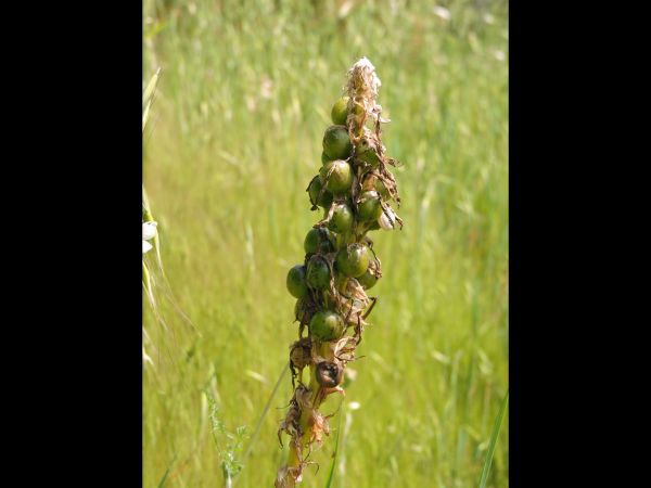 Asphodeline lutea
King's Spear (Eng) Gele Affodil (Ned)  Gelber Affodill (Ger) 
Trefwoorden: Plant;Asphodelaceae;vrucht