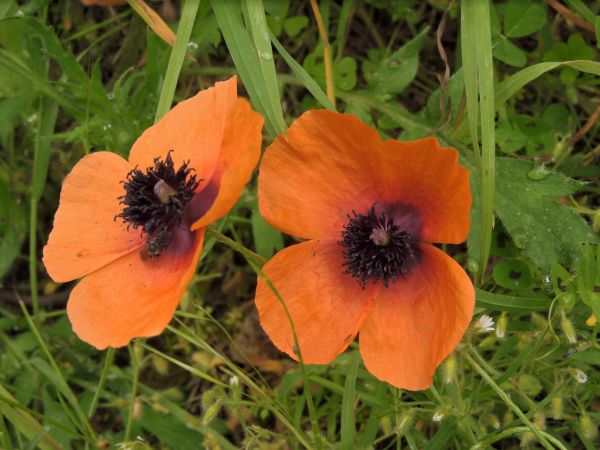 Papaver argemone
Prickly Poppy (Eng) Ruige Klaproos (Ned) Sand-Mohn (Ger)
Trefwoorden: Papaveraceae;Bloem;oranje;rood