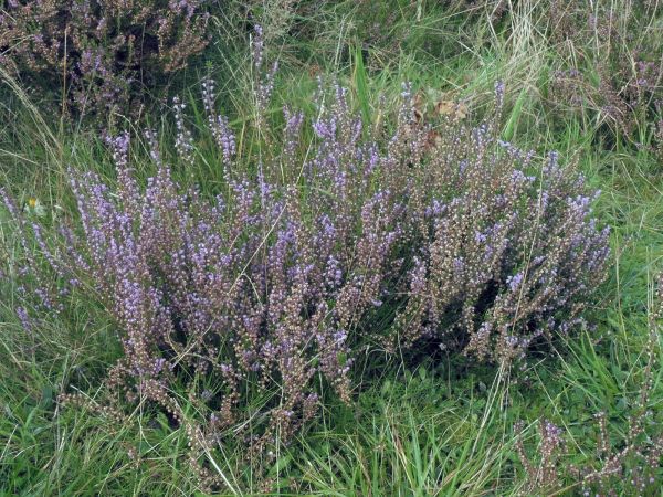 Calluna vulgaris
Common Heather (Eng) Struikheide (Ned) Besenheide (Ger) 
Trefwoorden: Plant;Ericaceae;Bloem;roze