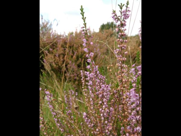 Calluna vulgaris
Common Heather (Eng) Struikheide (Ned) Besenheide (Ger) 
Trefwoorden: Plant;Ericaceae;Bloem;roze