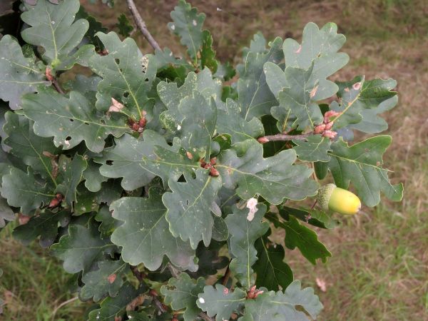 Quercus robur
Common Oak (Eng) Zomereik (Ned) Stieleiche (Ger) 
Trefwoorden: Plant;Boom;Fagaceae;vrucht