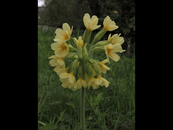 Primula elatior
True Oxlip (Eng) Slanke Sleutelbloem (Ned) Hohe Schlüsselblume (Ger) 
Trefwoorden: Plant;stinzenplant;Primulaceae;Bloem;geel