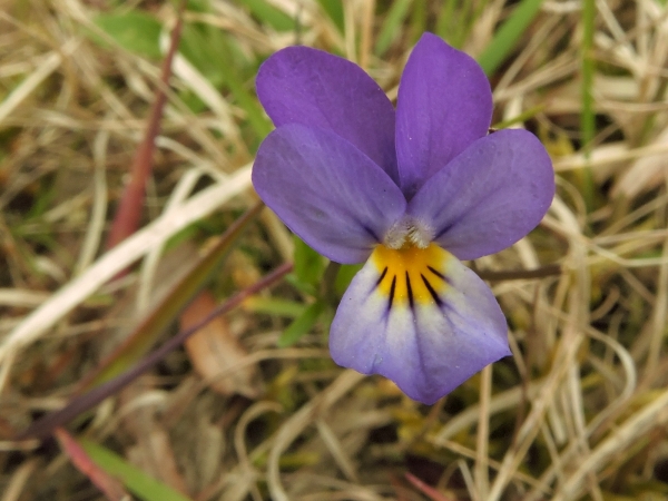 Viola tricolor curtisii
Johnny Jump Up (Eng) Duinviooltje (Ned) Wildes Stiefmütterchen (Ger) 
Trefwoorden: Plant;Violaceae;Bloem;blauw;paars