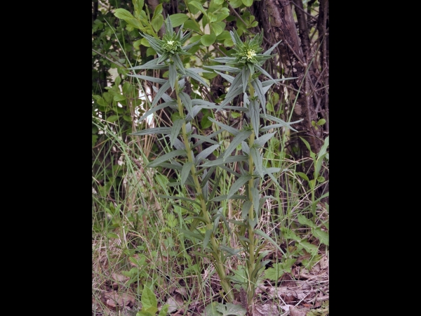 Lithospermum officinale
Common Gromwell (Eng) Glad Parelzaad (Ned) Echter Steinsame (Ger)
Trefwoorden: Plant;Boraginaceae;Bloem;onopvallend;wit