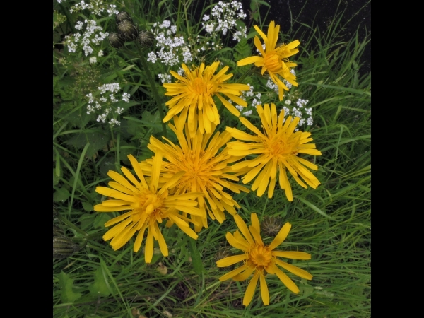 Crepis biennis
Rough Hawksbeard (Eng) Groot Streepzaad (Ned) Wiesen-Pippau (Ger) 
Trefwoorden: Plant;Asteraceae;Bloem;geel