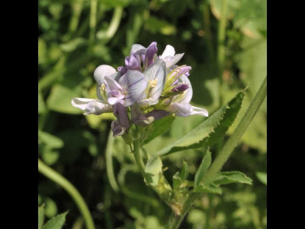Medicago sativa
Alfalfa, Lucerne (Eng) Luzerne (Ned/Ger) 
Trefwoorden: Plant;Fabaceae;Bloem;blauw;lila;paars