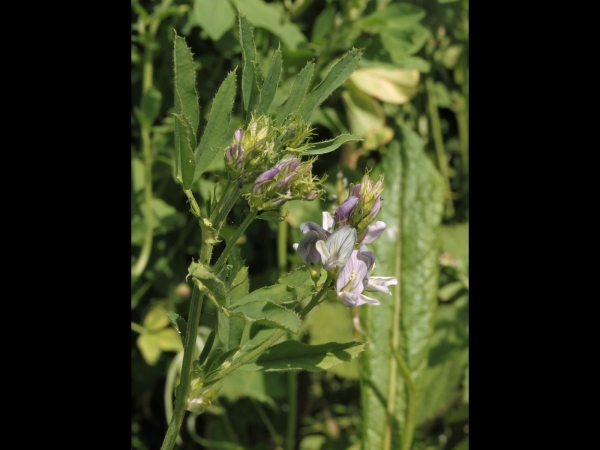 Medicago sativa
Alfalfa, Lucerne (Eng) Luzerne (Ned/Ger) 
Trefwoorden: Plant;Fabaceae;Bloem;blauw;lila;paars