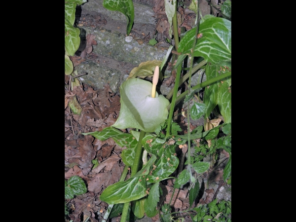 Arum italicum
Italian Arum (Eng) Italiaanse Aronskelk (Ned) Italienischer Aronstab (Ger) 
Trefwoorden: Plant;Araceae;Bloem;groen;wit;stinzenplant