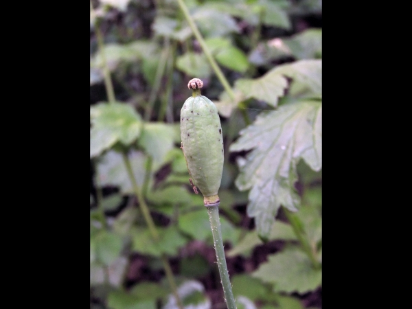 Meconopsis cambrica
Welsh Poppy (Eng) Schijnpapaver (Ned) Wald-Scheinmohn (Ger) - fruit
Trefwoorden: Plant;Papaveraceae;Bloem;geel;oranje