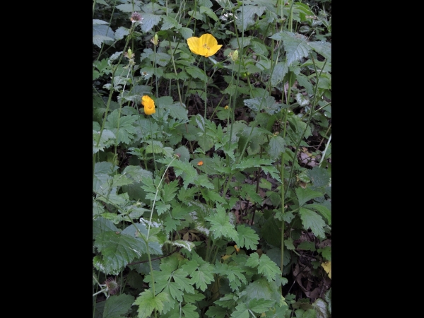 Meconopsis cambrica
Welsh Poppy (Eng) Schijnpapaver (Ned) Wald-Scheinmohn (Ger)
Trefwoorden: Plant;Papaveraceae;Bloem;geel;oranje