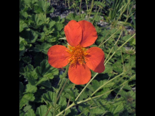 Geum coccineum
Red Avens (Eng) Scharlakenrood Nagelkruid (Ned) Rote Nelkenwurz (Ger) 
Trefwoorden: Plant;Rosaceae;Bloem;oranje;rood