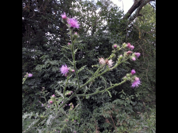 Carduus crispus
Curly Plumeless Thistle (Eng) Kruldistel (Ned) Krause Ringdistel (Ger)
Trefwoorden: Plant;Asteraceae;Bloem;paars;roze