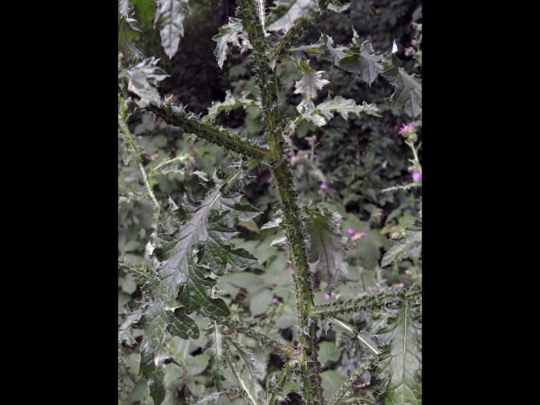 Carduus crispus
Curly Plumeless Thistle (Eng) Kruldistel (Ned) Krause Ringdistel (Ger) - stem and leaves
Trefwoorden: Plant;Asteraceae