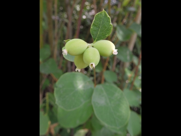 Symphoricarpos albus
Common Snowberry (Eng)  Sneeuwbes (Ned) Gewöhnliche Schneebeere (Ger)
Trefwoorden: Plant;Caprifoliaceae;stinzenplant;vrucht