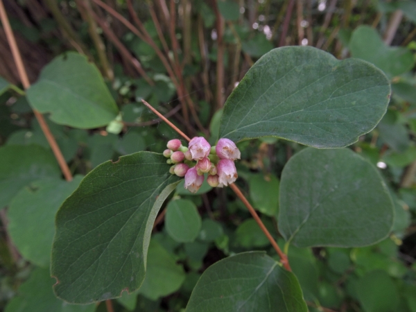 Symphoricarpos albus
Common Snowberry (Eng)  Sneeuwbes (Ned) Gewöhnliche Schneebeere (Ger) 
Trefwoorden: Plant;Caprifoliaceae;Bloem;roze;stinzenplant