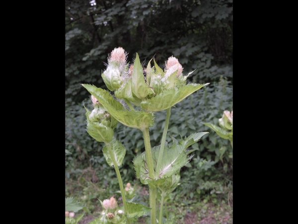 Cirsium oleraceum
Cabbage Thistle (Eng) Moesdistel (Ned) Kohldistel (Ger) 
Trefwoorden: Plant;Asteraceae;Bloem;geel;wit