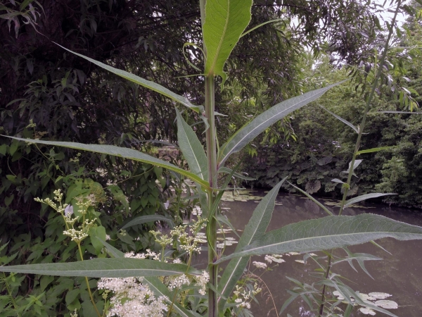 Sonchus palustris
Marsh Sowthistle (Eng) Moerasmelkdistel (Ned) Sumpf-Gänsedistel (Ger) - leaves
Trefwoorden: Plant;Asteraceae;blad