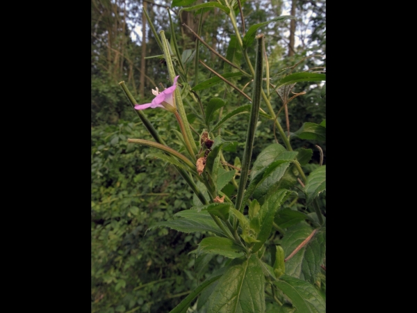 Epilobium hirsutum
Great Willowherb (Eng) Harig Wilgenroosje (Ned) Zottiges Weidenröschen (Ger) - seedpods
Trefwoorden: Plant;Onagraceae;Bloem;roze
