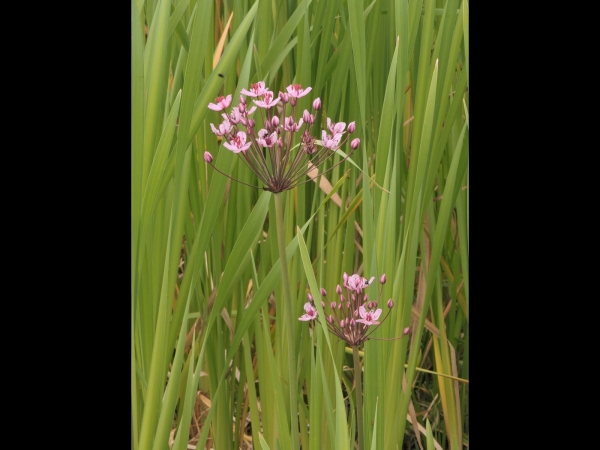Butomus umbellatus
Flowering Rush (Eng) Zwanenbloem (Ned) Schwanenblume (Ger)
Trefwoorden: Plant;oeverplant;Butomacaeae;Bloem;roze