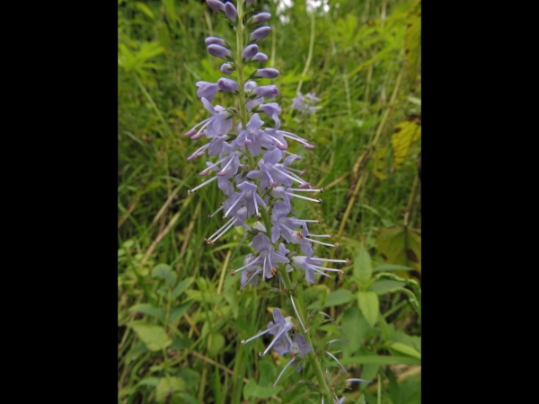 Veronica; V. longifolia
Longleaf Speedwell (Eng) Lange Ereprijs (Ned) Langblättriger Ehrenpreis (Ger) 
Trefwoorden: Plant;Plantaginaceae;Bloem;blauw