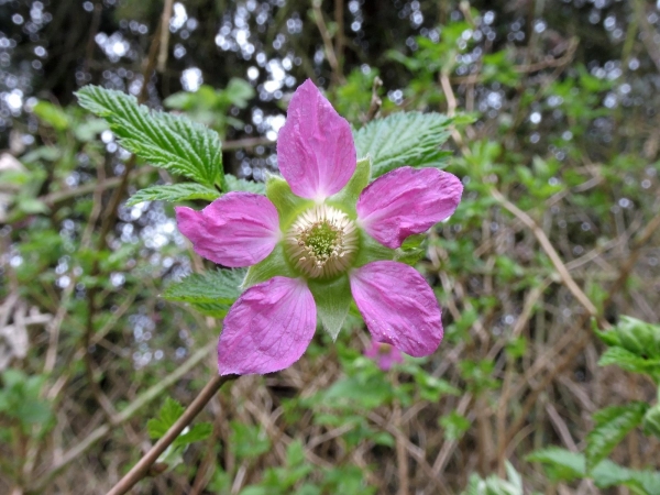 Rubus spectabilis
Salmonberry (Eng) Prachtframboos (Ned) Prachthimbeere (Ger)
Trefwoorden: Plant;Rosaceae;Bloem;roze;tuinplant