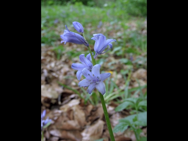 Hyacinthoides non-scripta
Common Bluebell (Eng) Wilde Hyacint, Boshyacint (Ned) Atlantisches Hasenglöckchen (Ger) 
Trefwoorden: Plant;Asparagaceae;Bloem;blauw