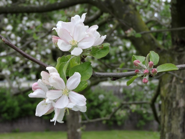 Malus domestica
Appletree (Eng) Apfelbaum (Ger) Appelboom (Ned)
Trefwoorden: Rosaceae;Boom;Bloem;wit;cultuurgewas