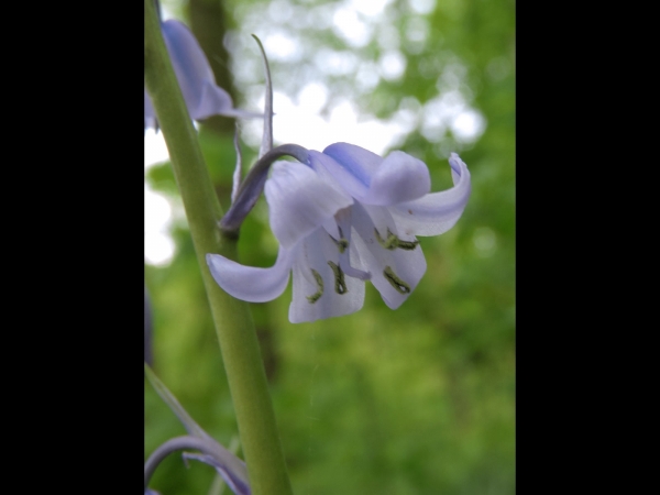 Hyacinthoides non-scripta
Common Bluebell (Eng) Wilde Hyacint, Boshyacint (Ned) Atlantisches Hasenglöckchen (Ger) 
Trefwoorden: Plant;Asparagaceae;Bloem;blauw
