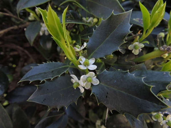 Ilex aquifolium
Holly (eng) Europäische Stechpalme (Ger) Hulst (Ned) - female flowers
Trefwoorden: Plant;Boom;Aquifoliaceae;Bloem;wit