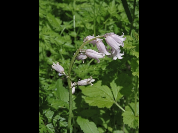 Hyacinthoides non-scripta
Common Bluebell (Eng) Wilde Hyacint, Boshyacint (Ned) Atlantisches Hasenglöckchen (Ger) - pink type
Trefwoorden: Plant;Asparagaceae;Bloem;roze
