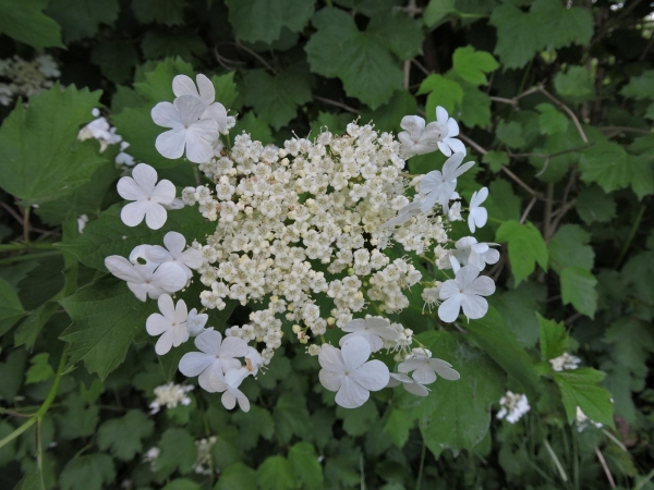 Viburnum opulus
Guelder-rose (Eng) Gelderse Roos (Ned) Gewöhnlicher Schneeball (Ger) 
Trefwoorden: Plant;struik;Adoxaceae;Bloem;wit