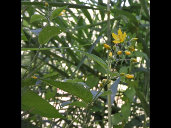 Lysimachia vulgaris
Yellow Loosestrife (Eng) Grote Wederik (Ned) Gewöhnlicher Gilbweiderich (Ger) 
Trefwoorden: Plant;Primulaceae;Bloem;geel