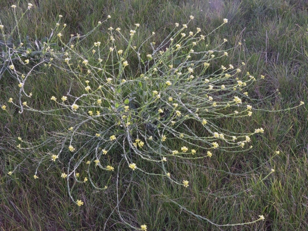 Brassica nigra
Black Mustard (Eng) Zwarte Mosterd (Ned) Schwarzer Senf (Ger) 
Trefwoorden: Plant;Brassicaceae;Bloem;geel;cultuurgewas